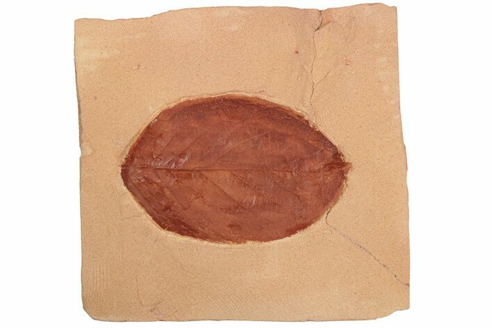 Red Fossil Leaf (Eucommia) - Montana #189049